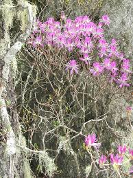 Attēlu rezultāti vaicājumam “Rhododendron canadense flower”