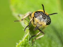 Attēlu rezultāti vaicājumam “Heptatoma pellucens”
