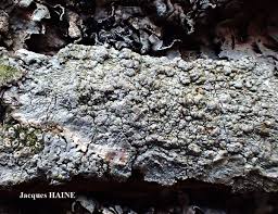 Attēlu rezultāti vaicājumam “Pertusaria pertusa”