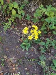 Attēlu rezultāti vaicājumam “Hieracium murorum”