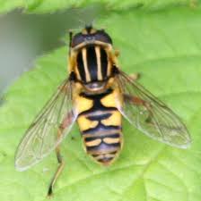 Attēlu rezultāti vaicājumam “Helophilus pendulus”