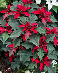 Image result for Nicotiana x sanderae `Perfume`F1