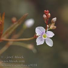 Attēlu rezultāti vaicājumam “Veronica scutellata”