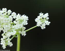 Image result for Pimpinella saxifraga