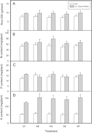 Attēlu rezultāti vaicājumam “Populus x petrowskyana”