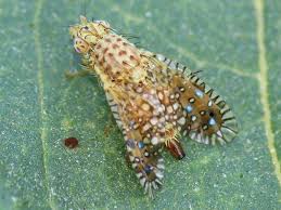 Attēlu rezultāti vaicājumam “Tephritidae”