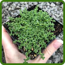 Attēlu rezultāti vaicājumam “Herniaria glabra leaf”