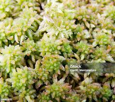 Attēlu rezultāti vaicājumam “Sphagnum papillosum”