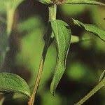 Attēlu rezultāti vaicājumam “Centaurea phrygia”