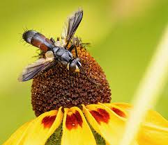 Attēlu rezultāti vaicājumam “Cylindromyia sp.”