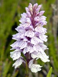 Attēlu rezultāti vaicājumam “Dactylorhiza maculata”