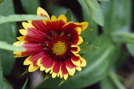 Image result for Gaillardia `Kobold`