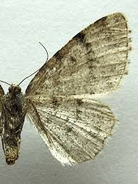 Attēlu rezultāti vaicājumam “Aethalura punctulata”