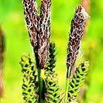 Attēlu rezultāti vaicājumam “Carex cespitosa flower”