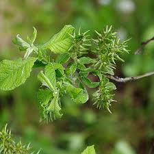 Attēlu rezultāti vaicājumam “Salix aurita”