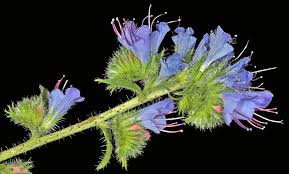 Attēlu rezultāti vaicājumam “Echium vulgare”