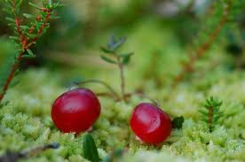 Attēlu rezultāti vaicājumam “Oxycoccus leaf”