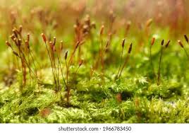 Attēlu rezultāti vaicājumam “Pohlia nutans sporophyte”