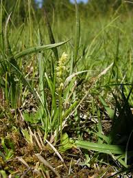 Attēlu rezultāti vaicājumam “Herminium monorchis”