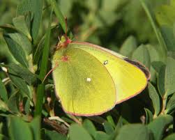 Attēlu rezultāti vaicājumam “Colias palaeno male”