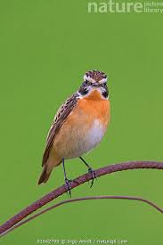 Attēlu rezultāti vaicājumam “Saxicola rubetra”