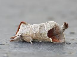 Attēlu rezultāti vaicājumam “Clostera curtula”