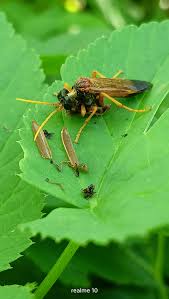 Attēlu rezultāti vaicājumam “Tenthredo campestris”