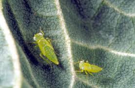 Attēlu rezultāti vaicājumam “Thecabius affinis nymph”