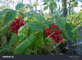 Attēlu rezultāti vaicājumam “Sambucus racemosa fruit”