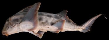 Image result for Callorhinchus capensis