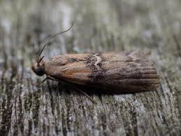 Attēlu rezultāti vaicājumam “Sciota adelphella”