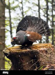 Attēlu rezultāti vaicājumam “Tetrao urogallus male”