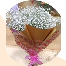 Attēlu rezultāti vaicājumam “Gypsophila muralis fruit”