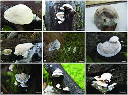 Attēlu rezultāti vaicājumam “Postia tephroleucus”