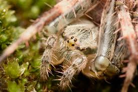 Attēlu rezultāti vaicājumam “Araneus diadematus female”