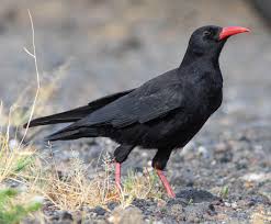 Image result for Pyrrhocorax pyrrhocorax