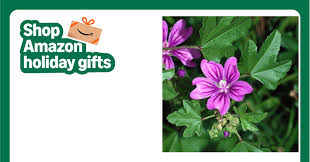 Image result for Malva sylvestris