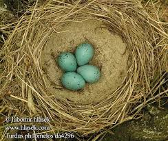 Attēlu rezultāti vaicājumam “Turdus philomelos nest”