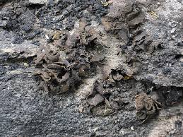 Attēlu rezultāti vaicājumam “Collema flaccidum”