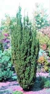 Attēlu rezultāti vaicājumam “Taxus”