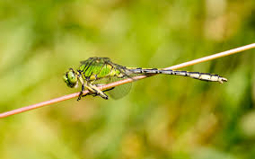 Attēlu rezultāti vaicājumam “Ophiogomphus cecilia”