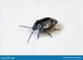 Attēlu rezultāti vaicājumam “Tritomegas bicolor”