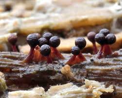 Attēlu rezultāti vaicājumam “Trichia botrytis var. cerifera stalked”