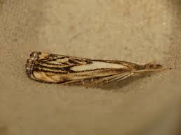 Attēlu rezultāti vaicājumam “Catoptria falsella”