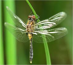 Attēlu rezultāti vaicājumam “Leucorrhinia caudalis male”