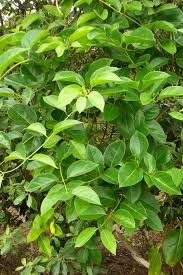 Attēlu rezultāti vaicājumam “Lonicera ferdinandii”