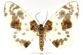 Attēlu rezultāti vaicājumam “Abraxas sylvata larva”