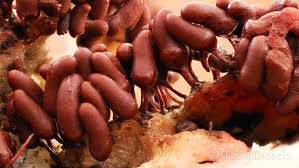 Attēlu rezultāti vaicājumam “Arcyria stipata spores”