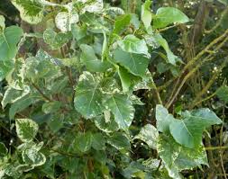 Attēlu rezultāti vaicājumam “Populus x jackii”