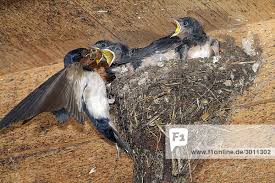Attēlu rezultāti vaicājumam “Hirundo rustica nest”